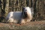 SKYE TERRIER 020